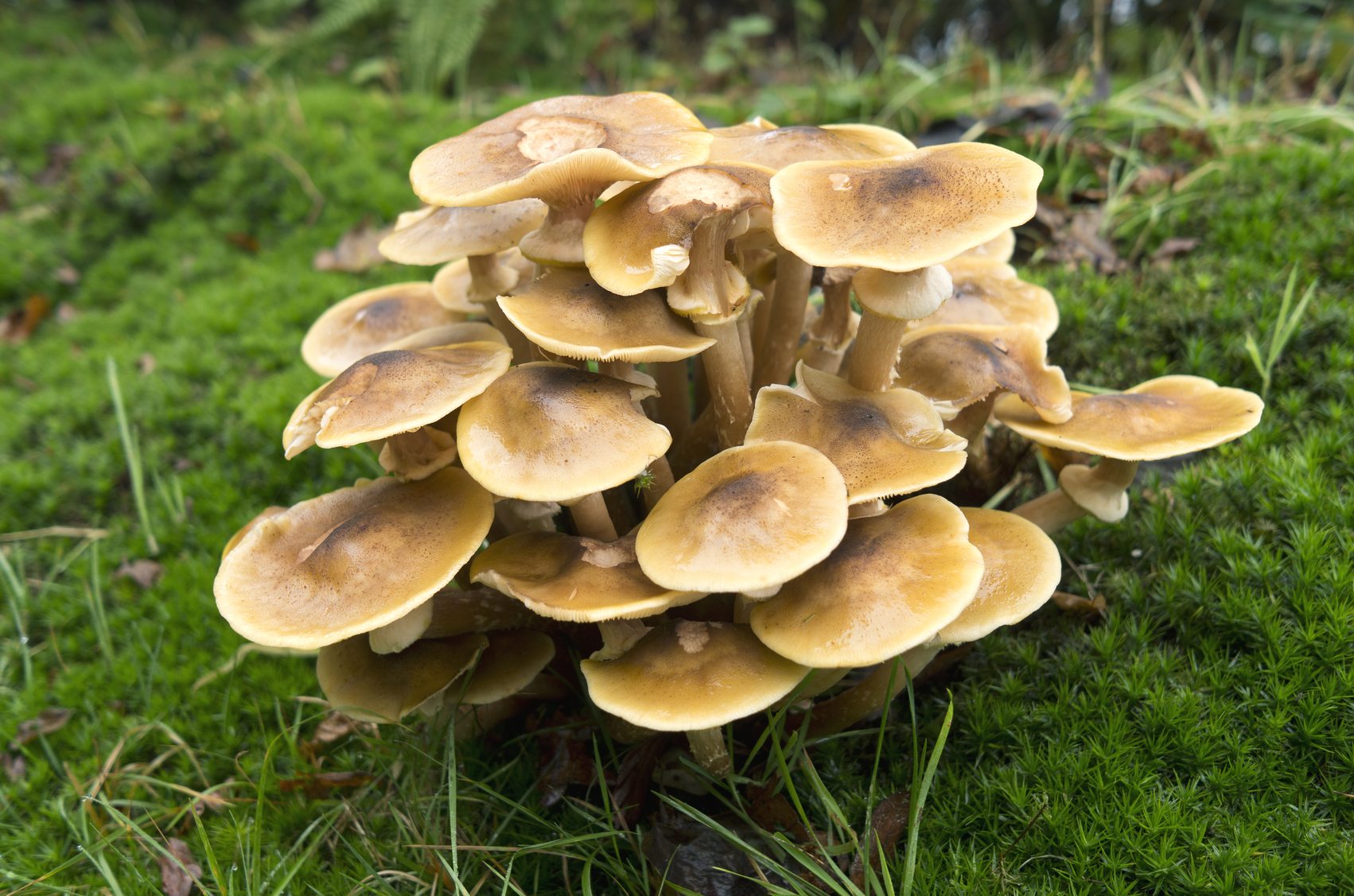 Honey-fungus Mushrooms