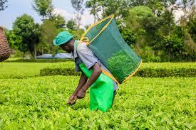 KTDA-managed Factories Install Anti-Tampering Gadgets on Greenleaf Weighing Scales